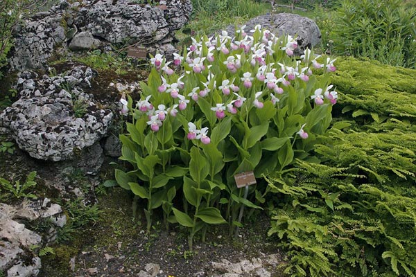 معرفی و راهنمای پرورش گیاهان دارویی - ارکیده کفش بانو